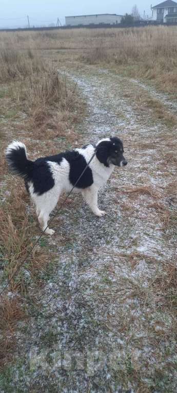 Собаки в Москве: Очаровательный щенок, метис аусси в дар Мальчик, Бесплатно - фото 3