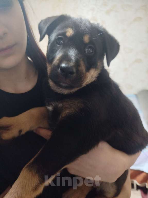 Собаки в других городах Калининградской области: Щенки в добрые руки Девочка, Бесплатно - фото 3