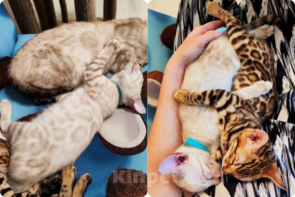 Кошки в Перми: Снежный бенгал роскошный окрас Мальчик, 50 000 руб. - фото 5