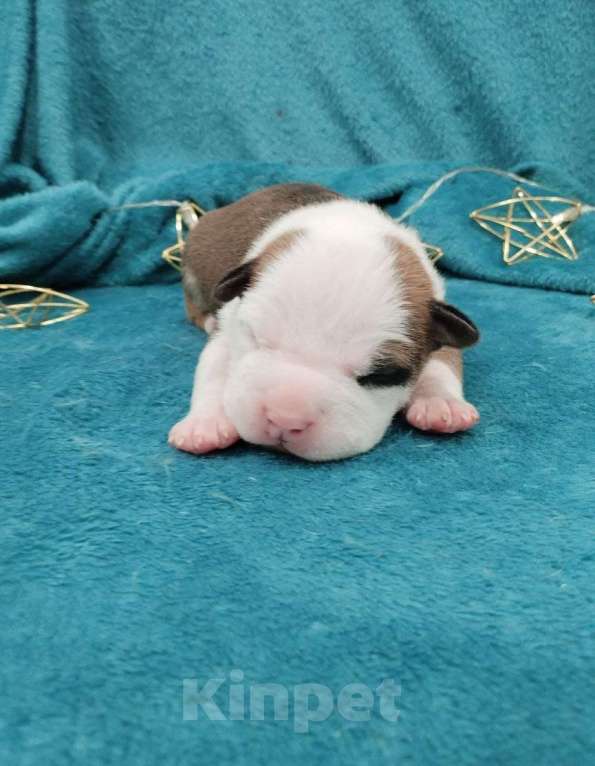 Собаки в Белгороде: Щенки американского стаффордширского терьера  Мальчик, 80 000 руб. - фото 1