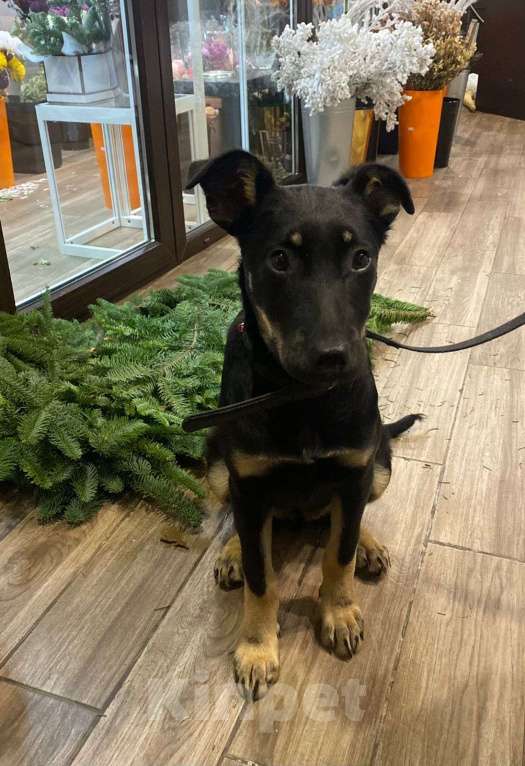 Собаки в Владимире: Айа, 4 месяца, метис  Девочка, Бесплатно - фото 5