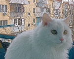 Кошки в Краснодаре: Отдам в добрые руки Девочка, Бесплатно - фото 2