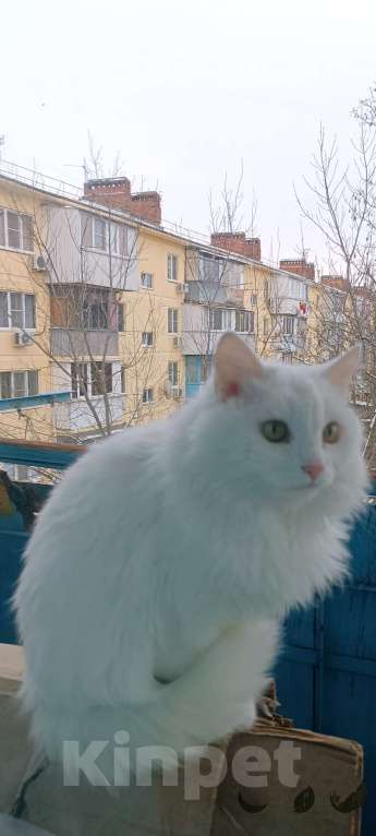 Кошки в Краснодаре: Отдам в добрые руки Девочка, Бесплатно - фото 2