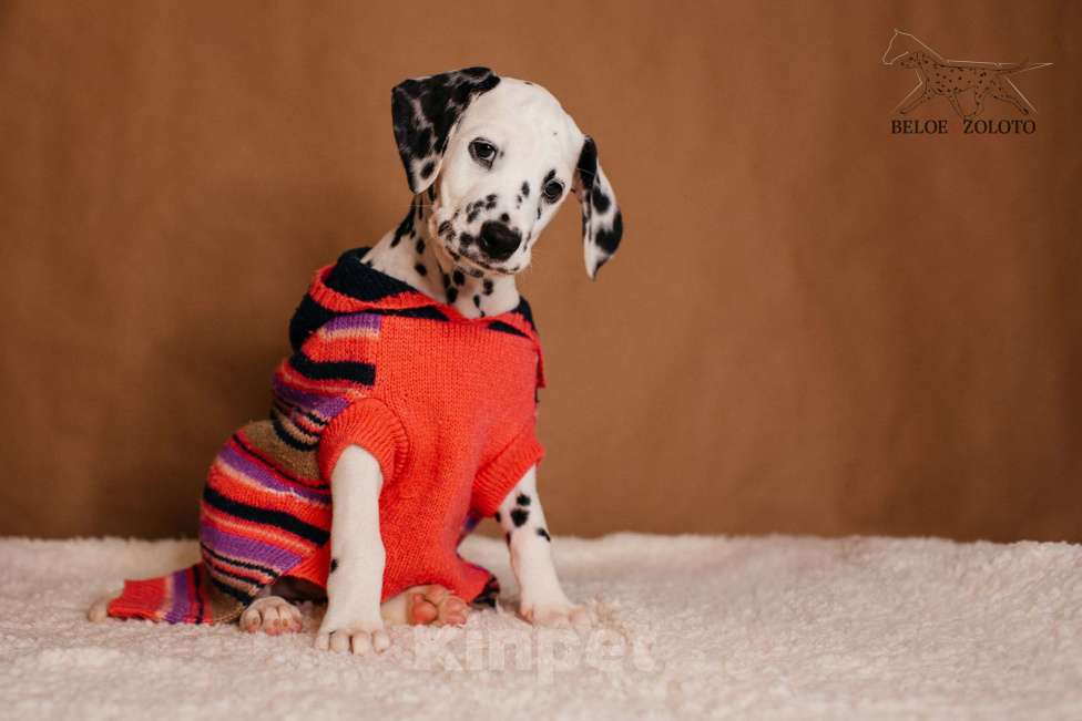 Собаки в Москве: Щенки ДАЛМАТИНА 3,5 месяца Девочка, 100 000 руб. - фото 2