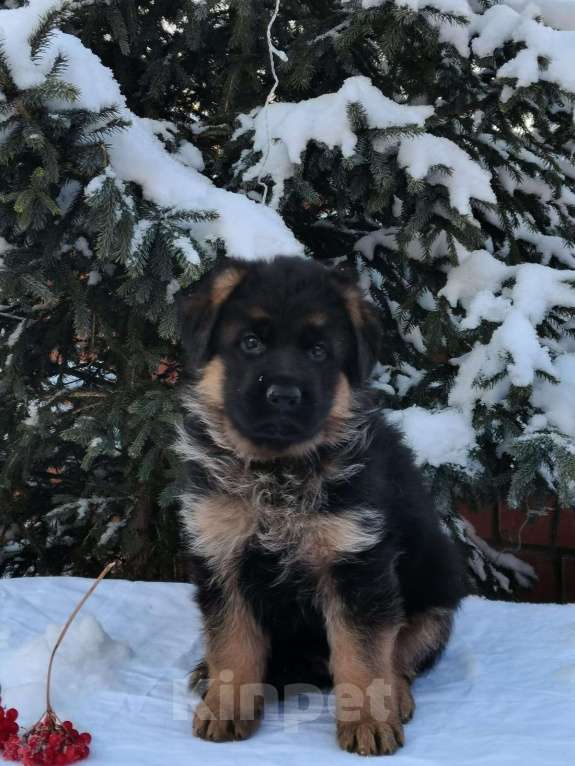 Собаки в Иркутске: Щенки немецкой овчарки Девочка, 45 000 руб. - фото 4
