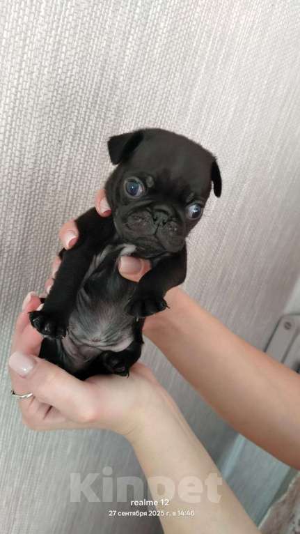 Собаки в Новосибирске: Щенок мопса Мальчик, 25 000 руб. - фото 6