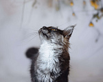 Кошки в Королеве: Котенок помета А; Мейн кун. Аякс. Мальчик, 50 000 руб. - фото 8