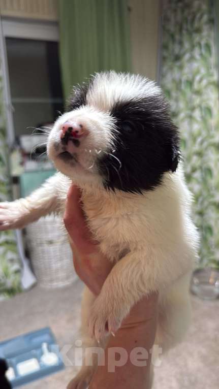 Собаки в других городах Московской области: Бейли Девочка, 100 руб. - фото 3