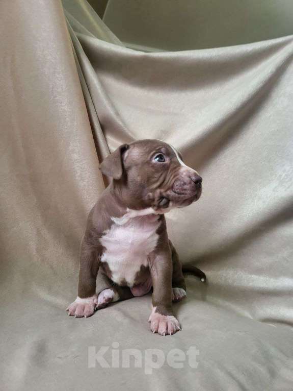 Собаки в Москве: Американский Булли XL Девочка, 350 000 руб. - фото 8