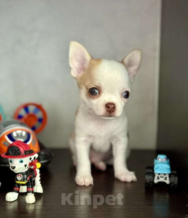 Собаки в Ярославле: Продаются щенки от родителей чемпионов с полным пакетом документов.  Девочка, 35 000 руб. - фото 3