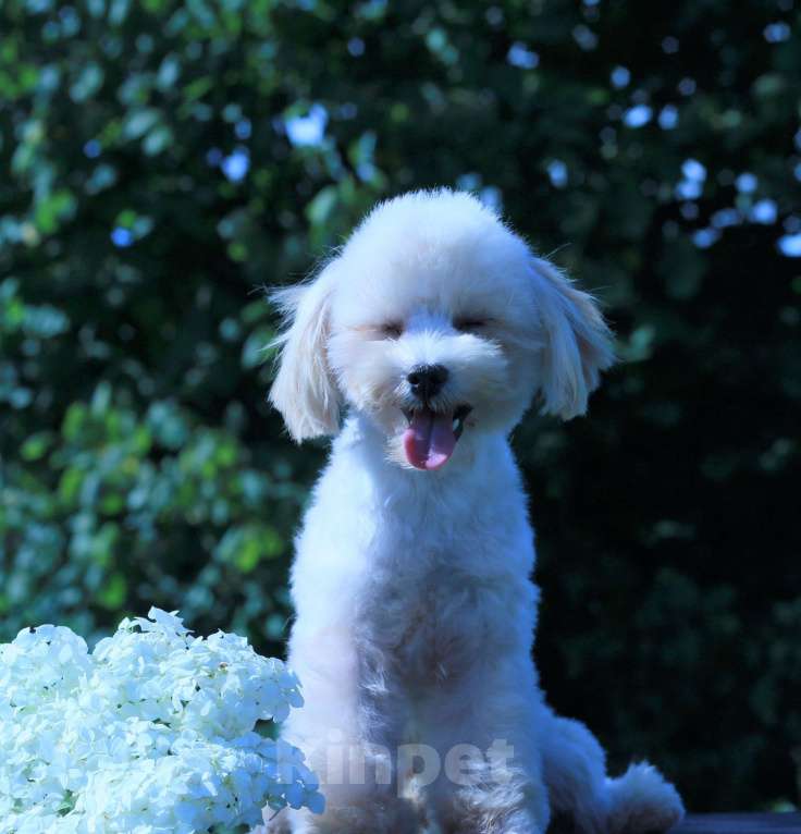 Собаки в Москве: мальтипу ф1 мини Девочка, 100 000 руб. - фото 3