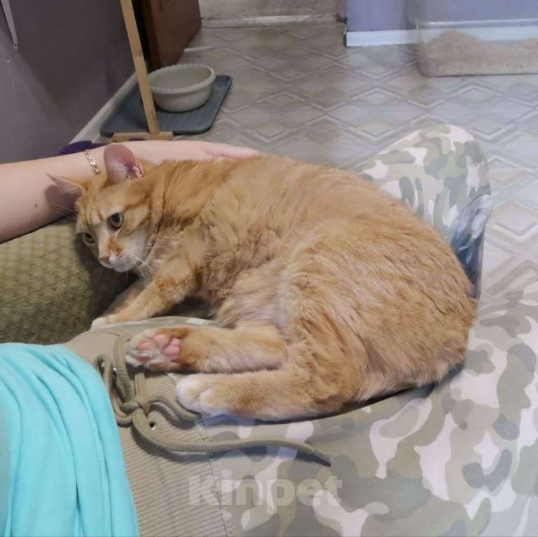 Кошки в Москве: Самая ласковая рыжуля Ника в поисках своей семьи Девочка, Бесплатно - фото 3