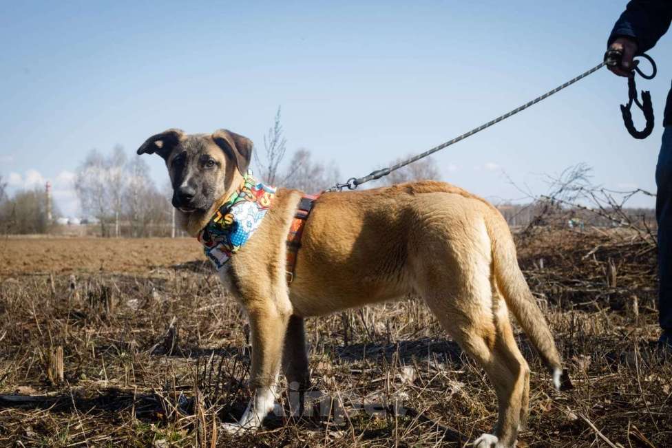 Собаки в Москве: Мартин ищет дом Мальчик, Бесплатно - фото 6