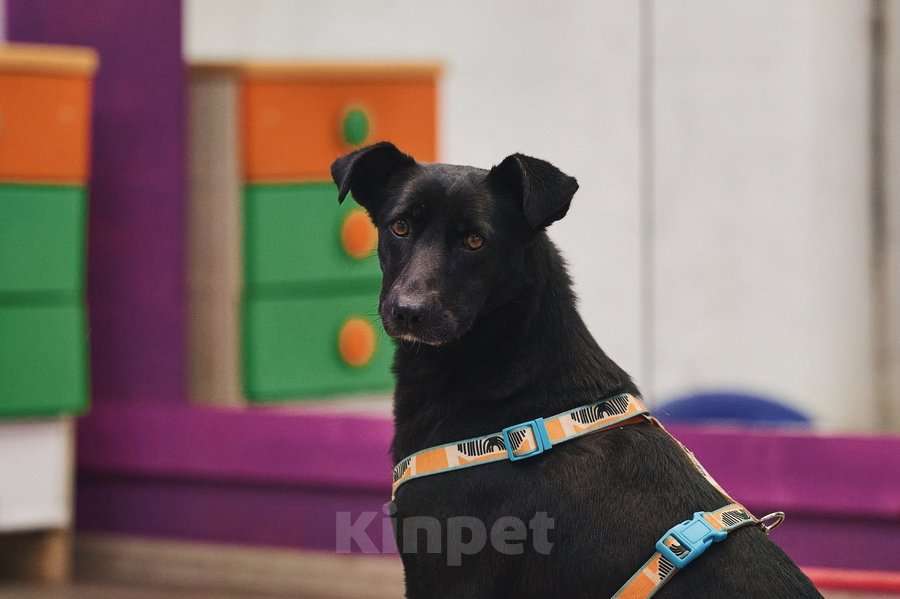 Собаки в Москве: Чернушка: та, кто научит ценить доверие. Девочка, Бесплатно - фото 1