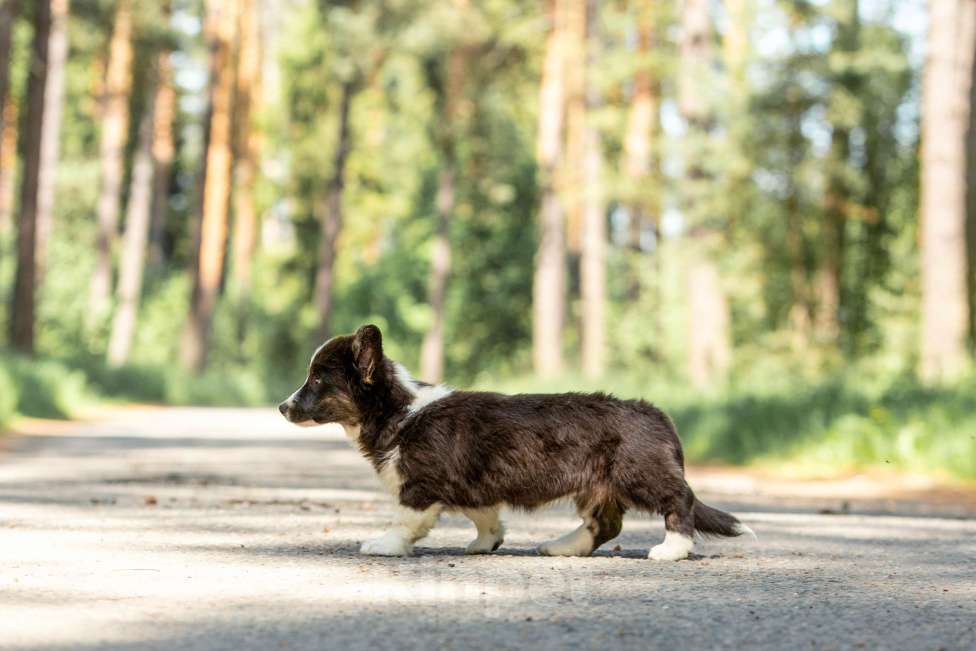 Собаки в Москве: Щенок корги Девочка, 50 000 руб. - фото 4