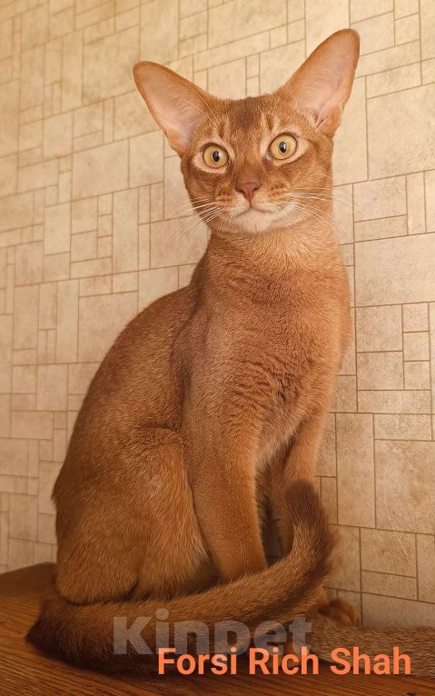 Кошки в Москве: Абиссинский котик соррель Мальчик, 96 000 руб. - фото 5