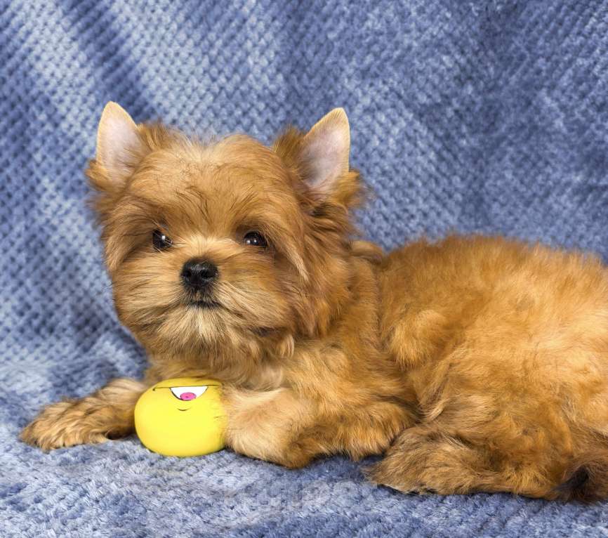 Собаки в Москве: Русская салонная собака Мальчик, 50 руб. - фото 10