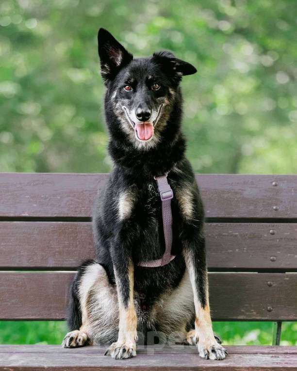 Собаки в Москве: Пёс Малыш - замечательный компаньон и настоящий друг в добрые руки Мальчик, Бесплатно - фото 5