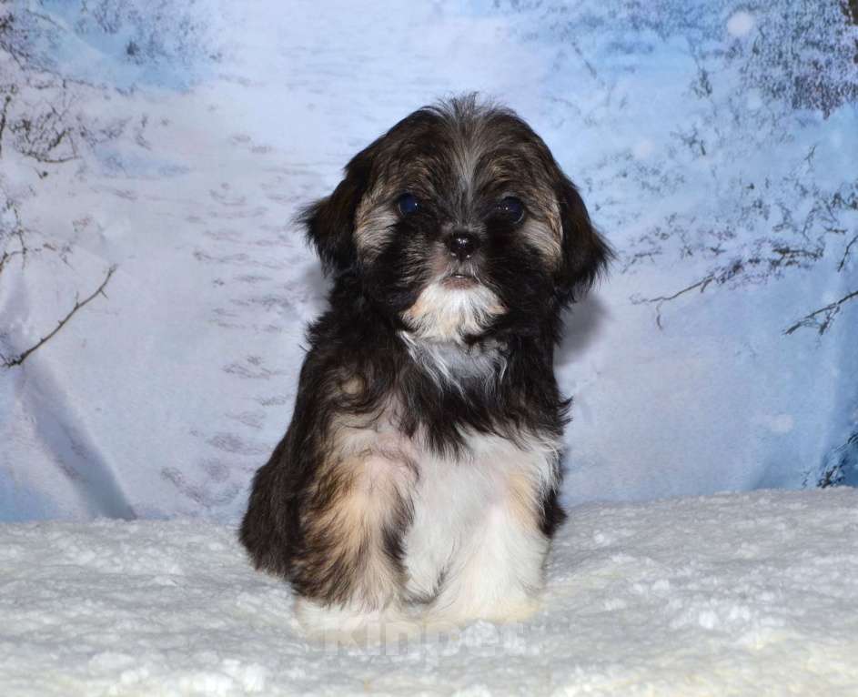 Собаки в Глазове: Кукла ши Девочка, 25 000 руб. - фото 1