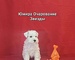 Собаки в Омске: Цвергшнауцер щенок белый Разнополые, Бесплатно - фото 2
