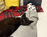Кошки в Ставрополе: Котенок в добрые руки Девочка, Бесплатно - фото 5