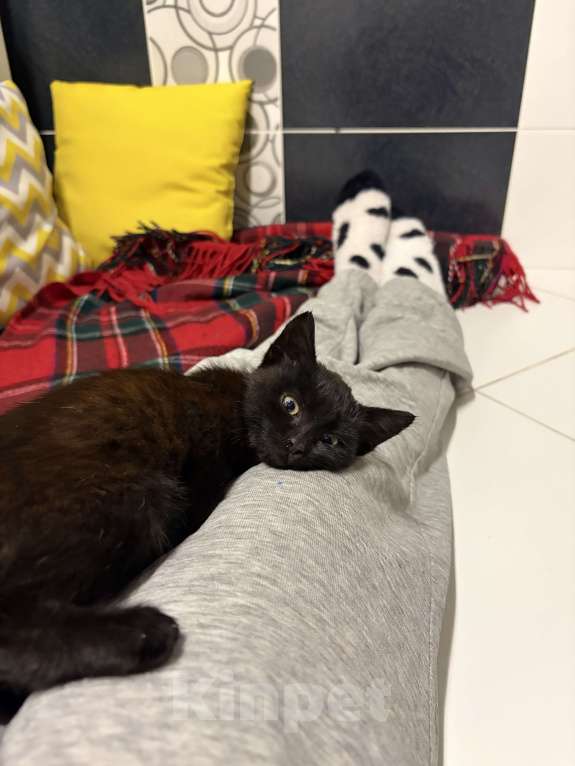 Кошки в Ставрополе: Котенок в добрые руки Девочка, Бесплатно - фото 5