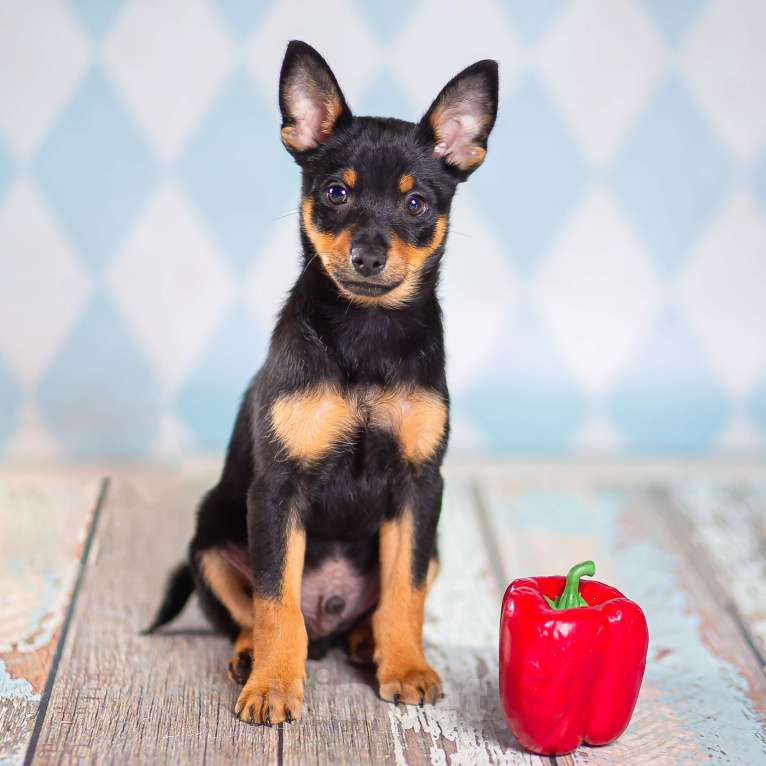 Собаки в Москве: Щенки от шпица и пинчера в добрые руки Девочка, 1 руб. - фото 9