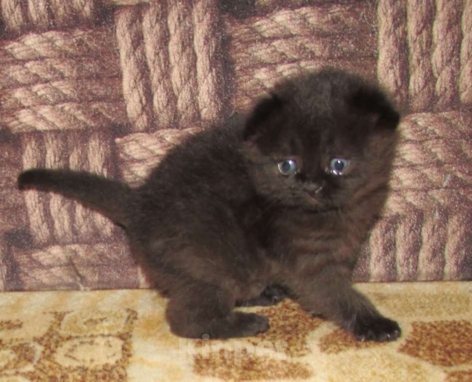 Кошки в Санкт-Петербурге: для раннего бронирования Мальчик, Бесплатно - фото 8