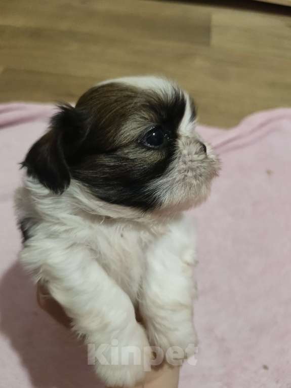 Собаки в Железногорске: Щенки ши-тцу Мальчик, 60 000 руб. - фото 2