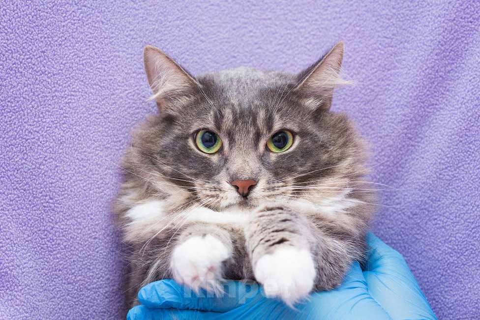 Кошки в Москве: Шпинель - робкий, но такой ласковый Мальчик, Бесплатно - фото 4