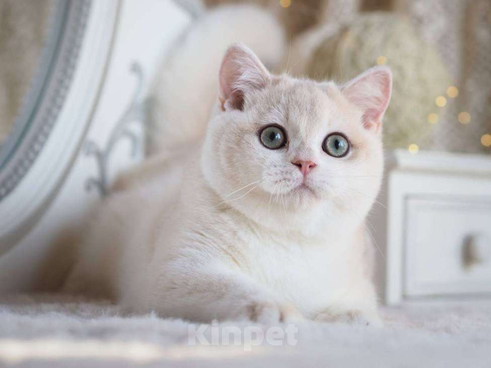 Кошки в Москве: Британский котенок Алюр Мальчик, 150 000 руб. - фото 6