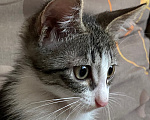Кошки в Нижнем Новгороде: Котенок в добрые руки Мальчик, Бесплатно - фото 6