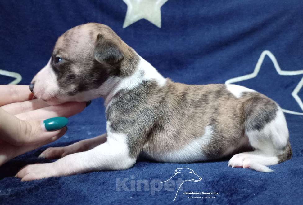 Собаки в Москве: Щенки уиппета кобели для раннего бронирования Мальчик, Бесплатно - фото 2