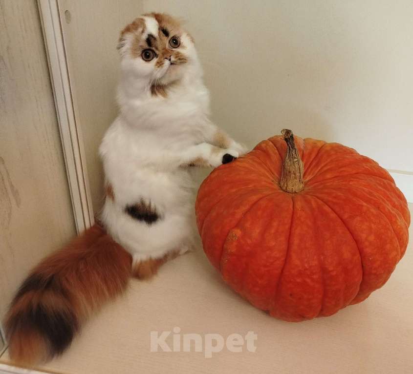 Кошки в Валдае: Шотландские котята- победители выставки Девочка, 30 000 руб. - фото 2