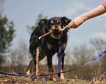 Собаки в Сергиеве Посаде: Аля ждёт своего человека  Девочка, Бесплатно - фото 1
