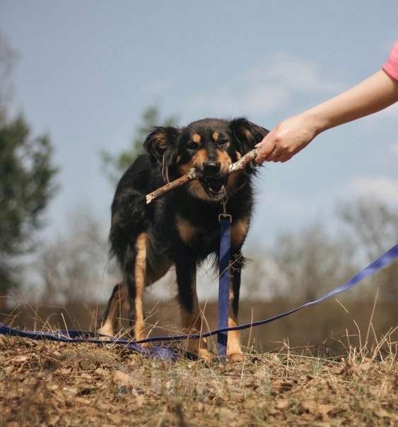 Собаки в Сергиеве Посаде: Аля ждёт своего человека  Девочка, Бесплатно - фото 1