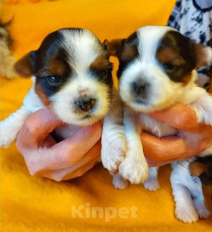 Собаки в Наро-Фоминске: Щенки Бивер-Йорка Девочка, 55 000 руб. - фото 3