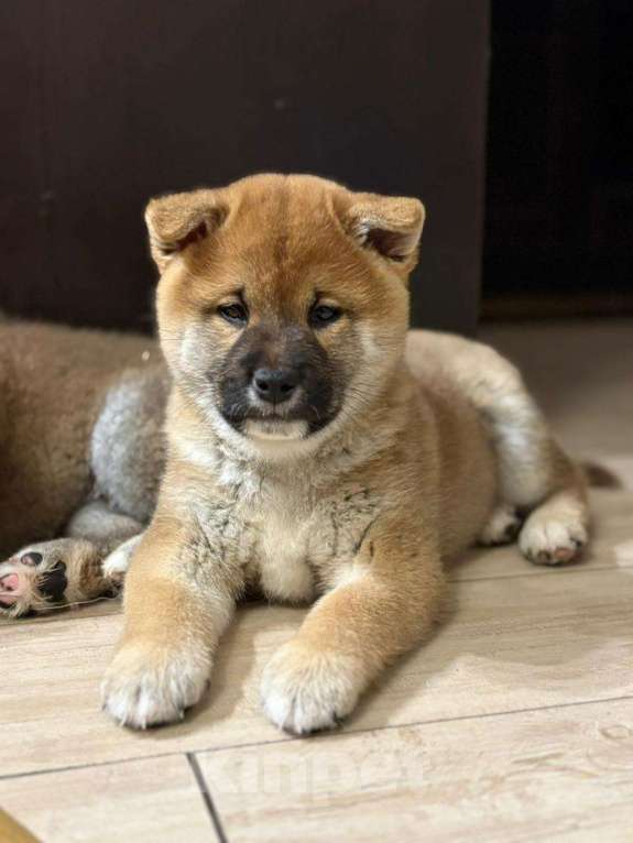 Собаки в Твери: Веня Мальчик, 35 000 руб. - фото 1