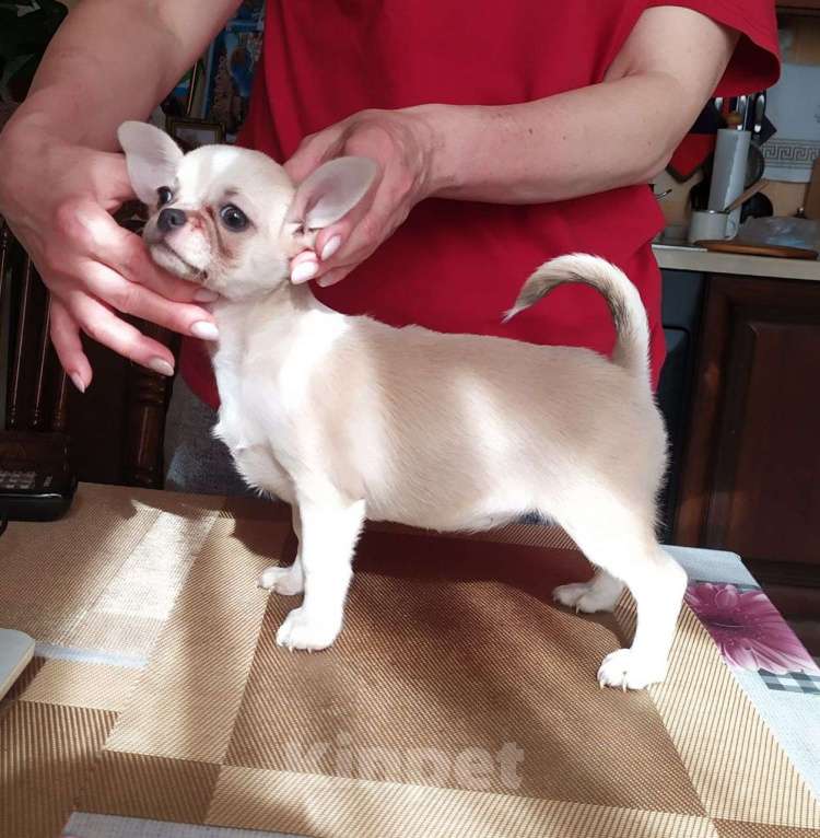 Собаки в Москве: красивая породная супер чихуахуа Девочка, 60 000 руб. - фото 2