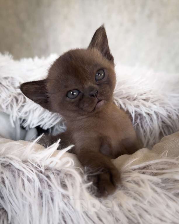 Кошки в Санкт-Петербурге: Бурма девочка из питомника бурм в С-ПБ BURHOUSE Девочка, 90 руб. - фото 4