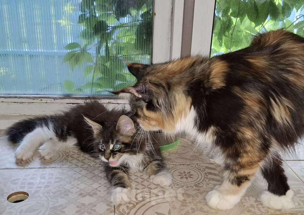 Кошки в других городах Ленинградской области: Весёлый ласковый мальчик мейн кун Мальчик, 45 000 руб. - фото 6