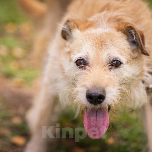 Собаки в Москве: Фося Девочка, Бесплатно - фото 4