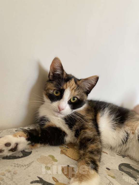 Кошки в Санкт-Петербурге: Отдам даром кошечку Девочка, Бесплатно - фото 3