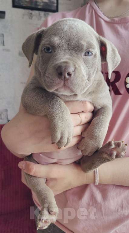 Собаки в Прокопьевске: Американский булли Девочка, 70 000 руб. - фото 3