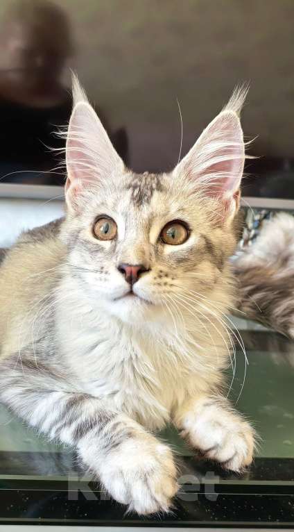Кошки в Краснодаре: ПАНДОРА  Девочка, 50 000 руб. - фото 10