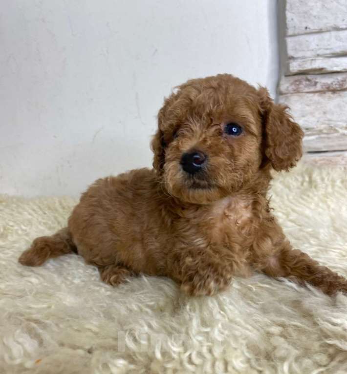 Собаки в Москве: Пудель  той девочки Девочка, 100 000 руб. - фото 3