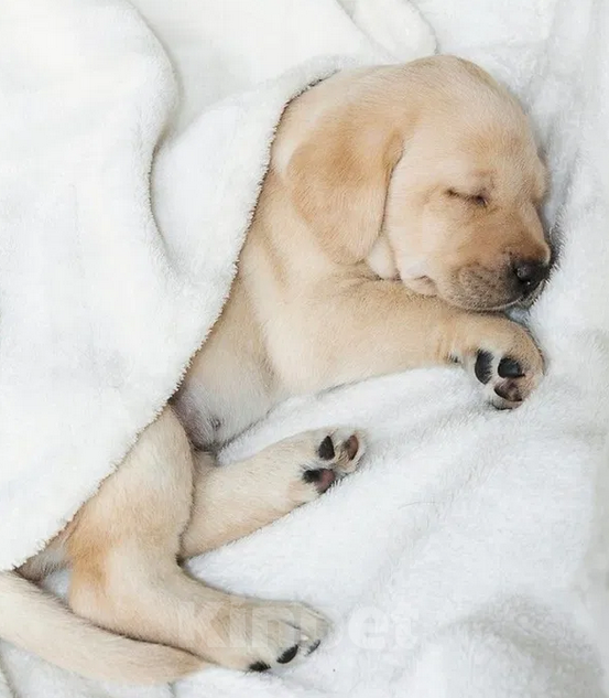 Собаки в Владимире: Щенки Лабрадора палевые  Мальчик, 21 000 руб. - фото 1