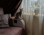 Кошки в Серпухове: Шотланская прямоухая Девочка, Бесплатно - фото 2