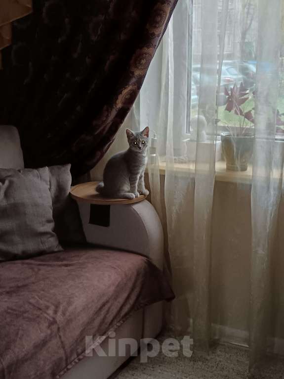 Кошки в Серпухове: Шотланская прямоухая Девочка, Бесплатно - фото 2