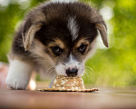 Собаки в Смоленске: Щенки вельш корги пемброк Мальчик, 75 000 руб. - фото 4